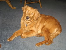 Golden Retriever, Murphy